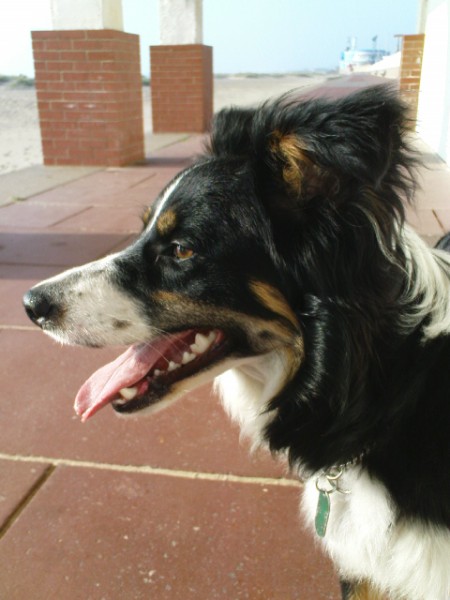 Sophie