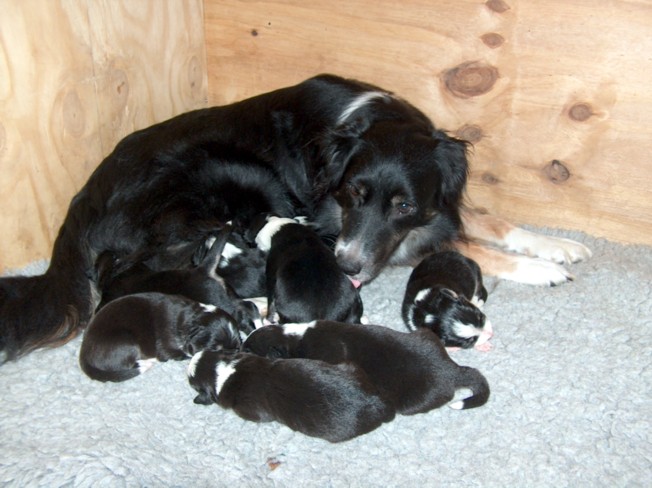 Mum & pups