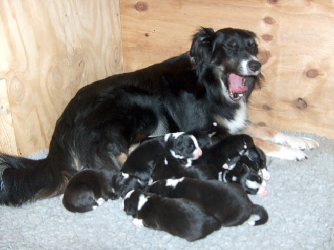 Mum & pups
