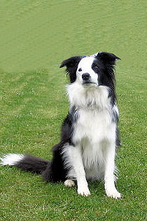 Zak