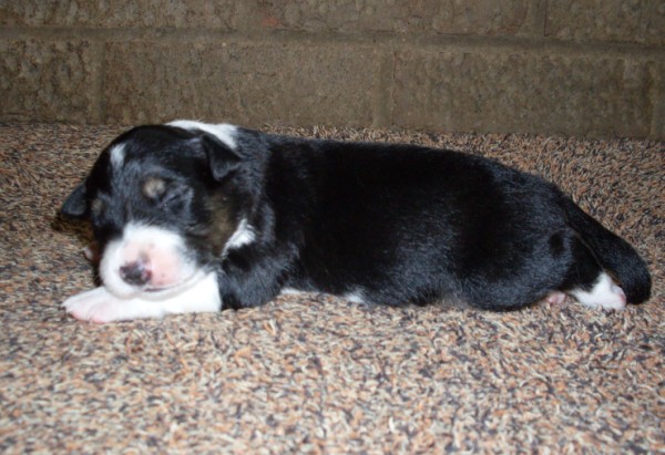 Dog 1