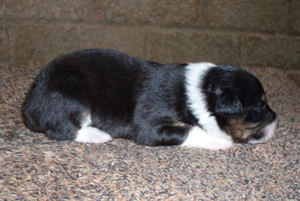 Dog 2