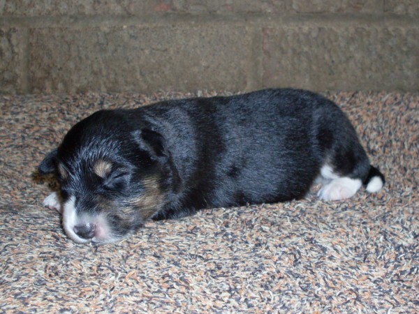 Dog 3