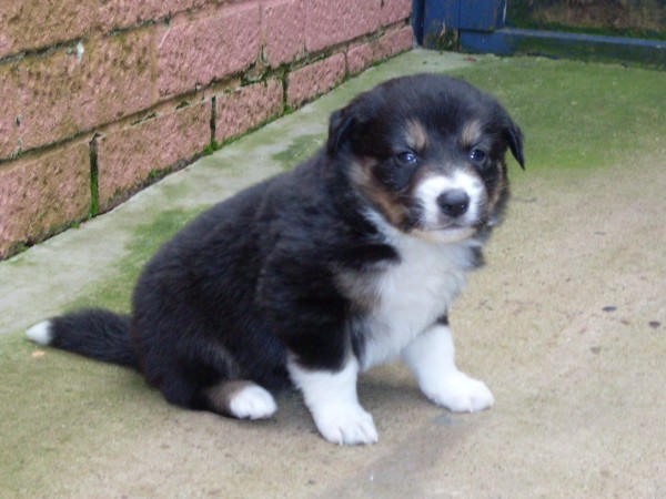 Dave 4 wks sold
