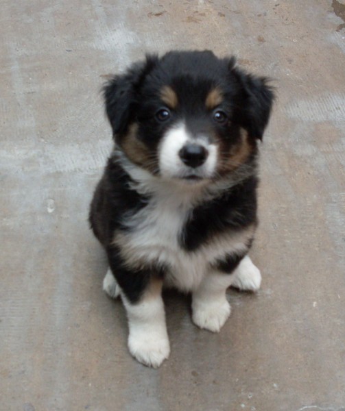 dog pup