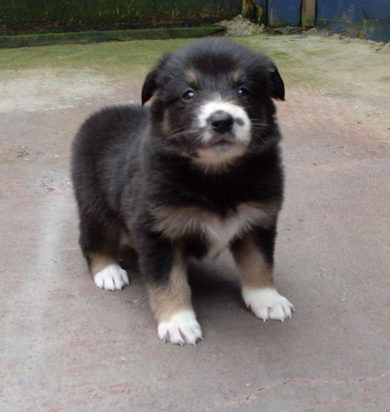 Gem 4 wks sold
