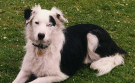 Jaspar