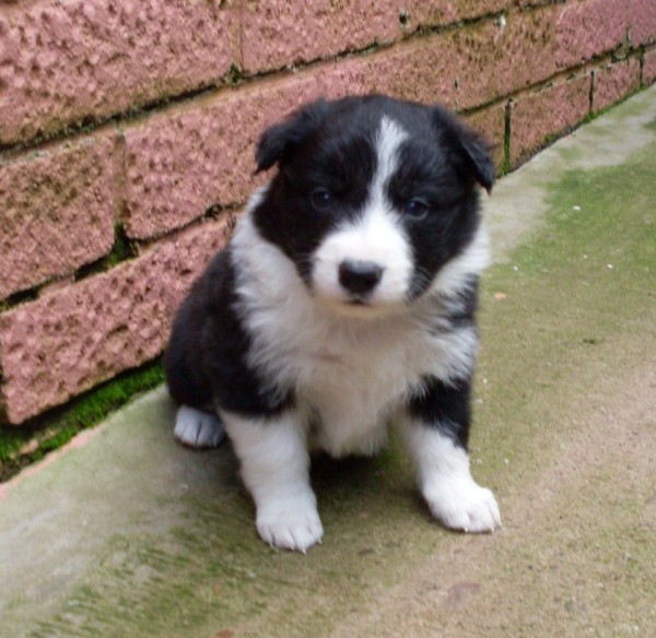 Ken 4 wks sold
