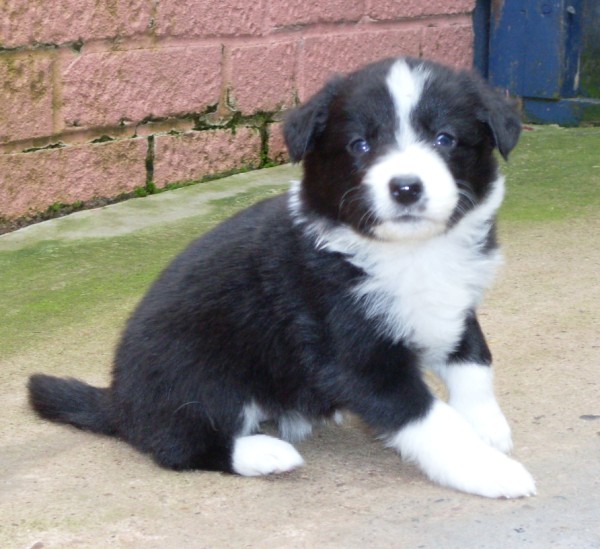 Lucy 4 wks sold