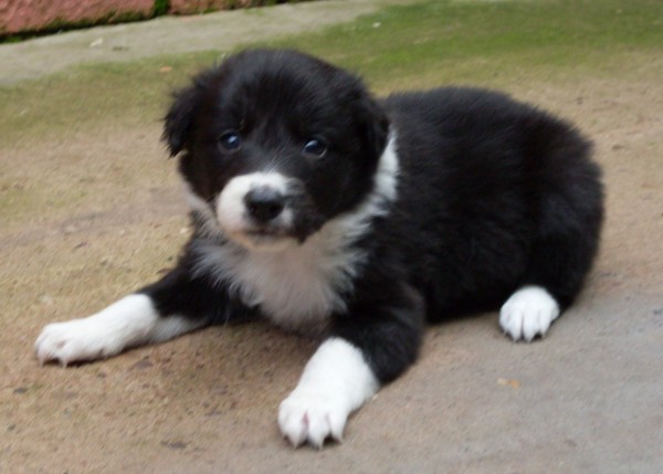 Meg 4 wks sold