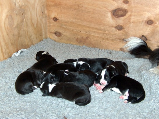 pups 1week