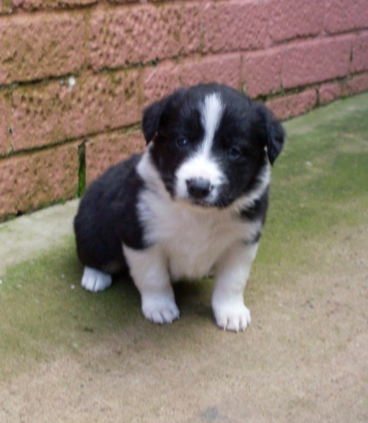 Sam 4 wks