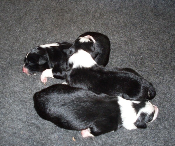 Pups