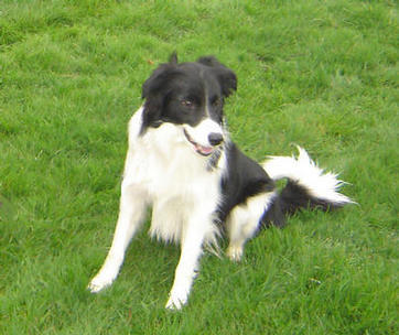 Bryn