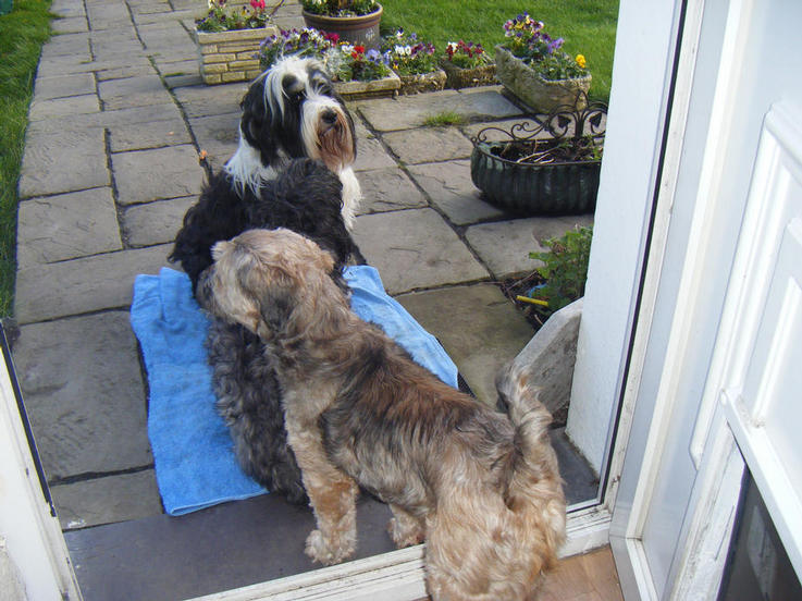 Molly waiting for her new mum, with Dooby & Sasha