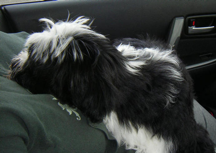 Bertie (BB) rehomed to Shropshire in March 08