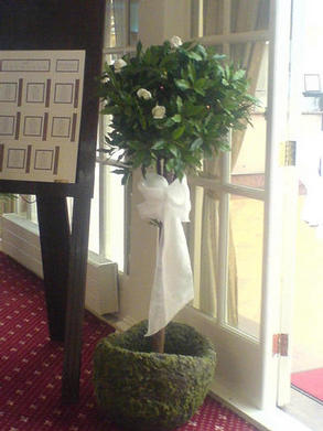 dressed topiary tree